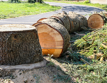 Service d'abattage d'arbres