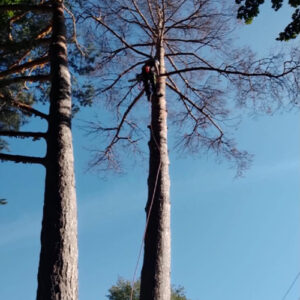 elagage-dec-elagage-arbres-03