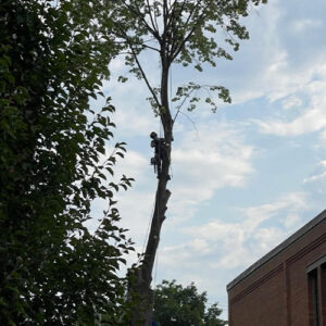 Élagage d'arbres
