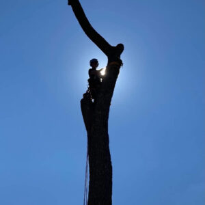 Élagage d'arbres