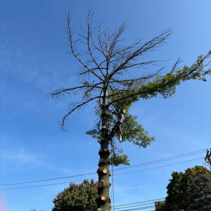 Élagage d'arbres