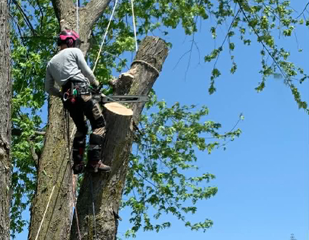 Service d'élagage d'arbres