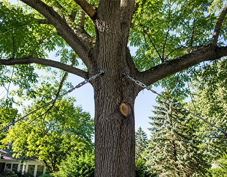 Haubanage d'arbres