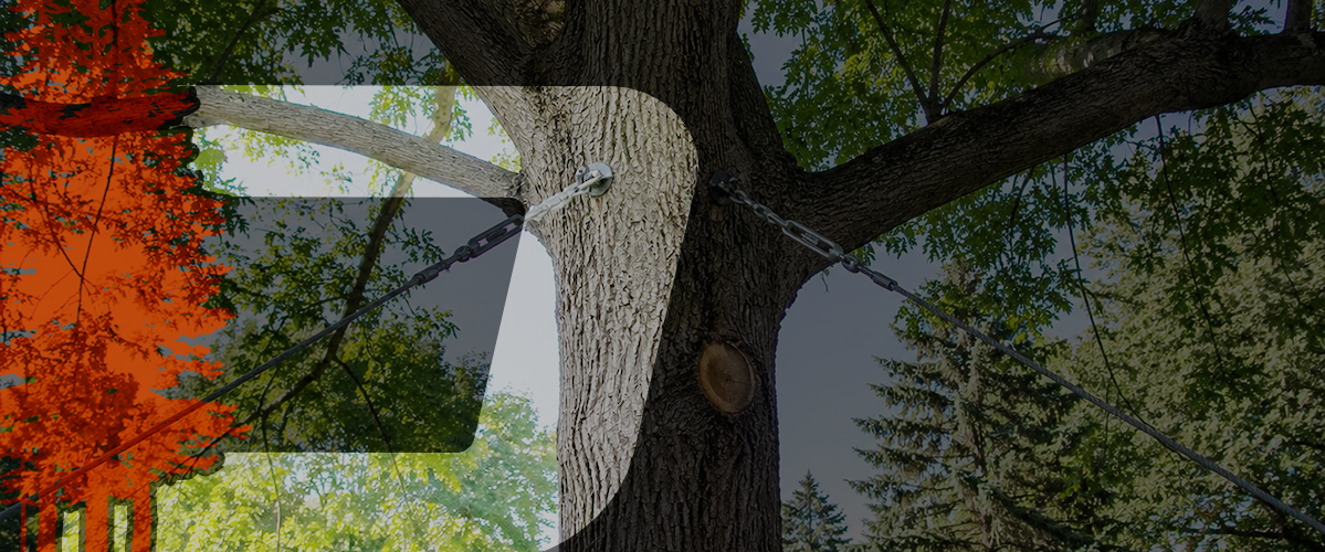 Haubanage d'arbres