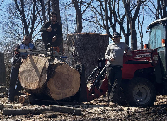 Élagage et abattage d'arbres