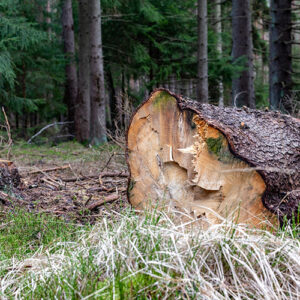 service-abattage-arbres-06