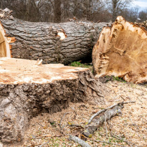 service-abattage-arbres-07