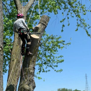 service-elagage-arbres-04