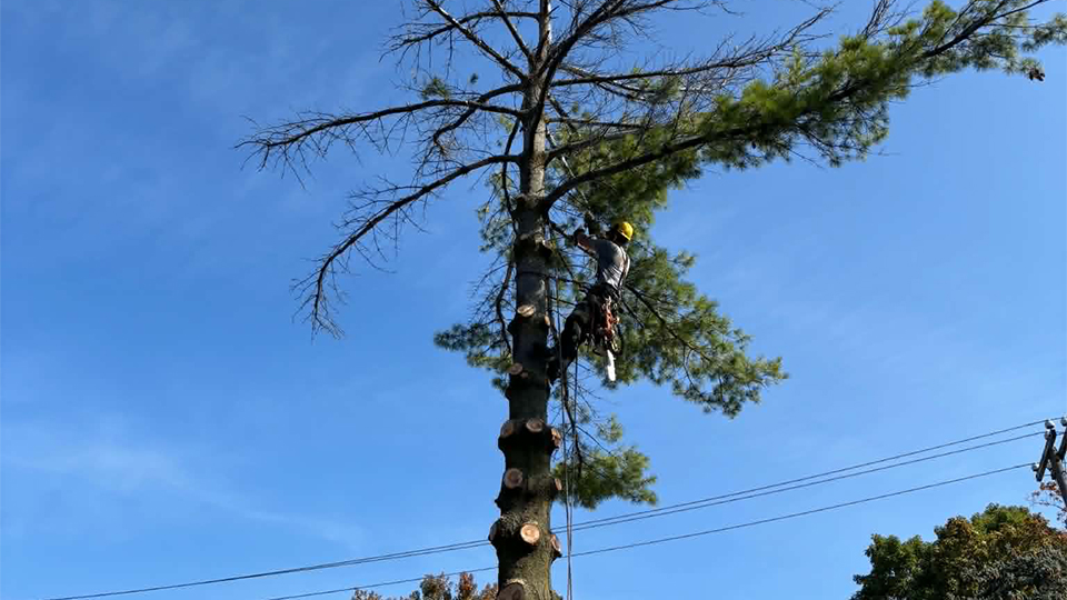 Services d'arbres
